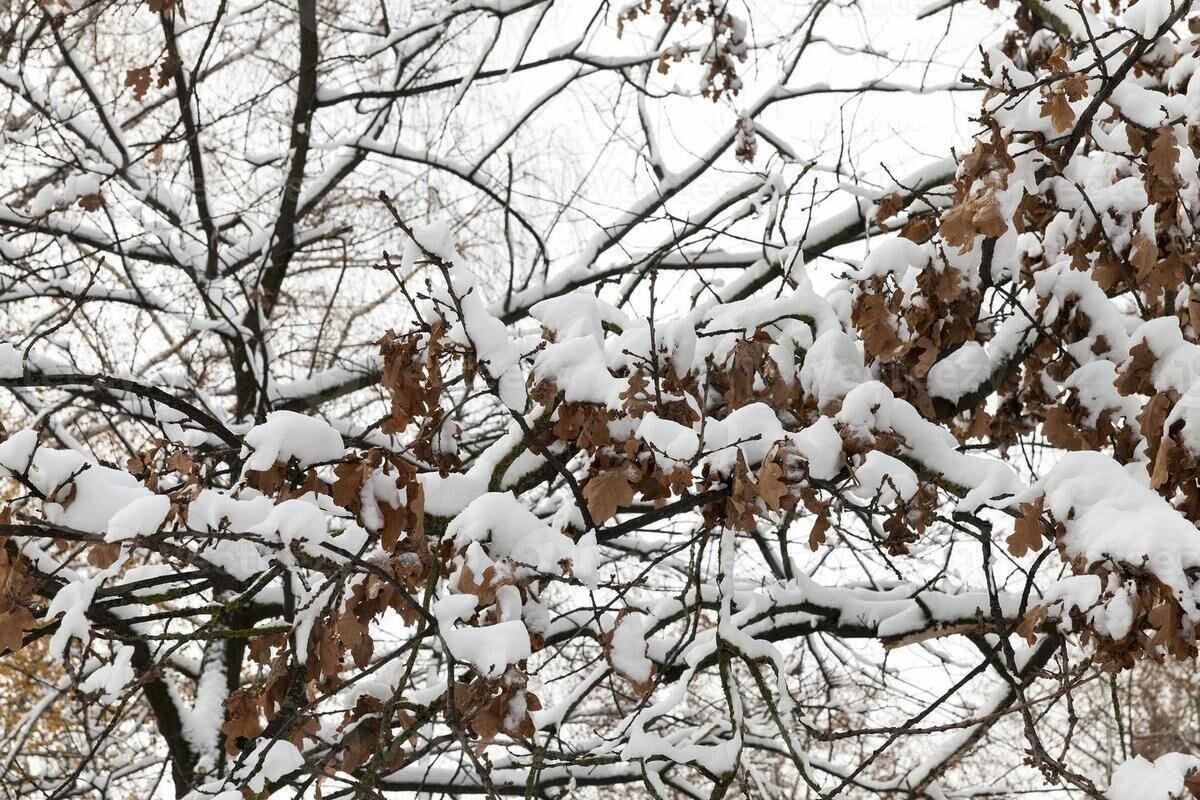 هواشناسی تهران | سرما و یخبندان در راه تهران